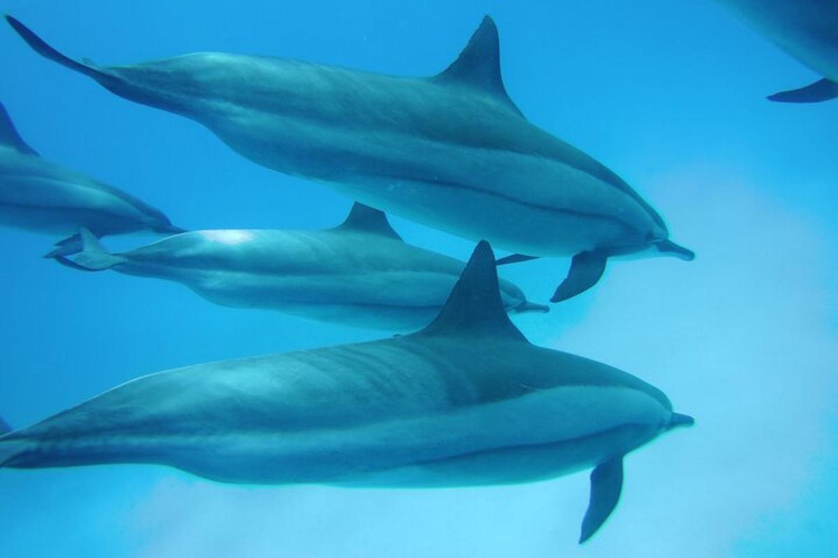 eine Gruppe von Delfinen, die im Wasser schwimmen