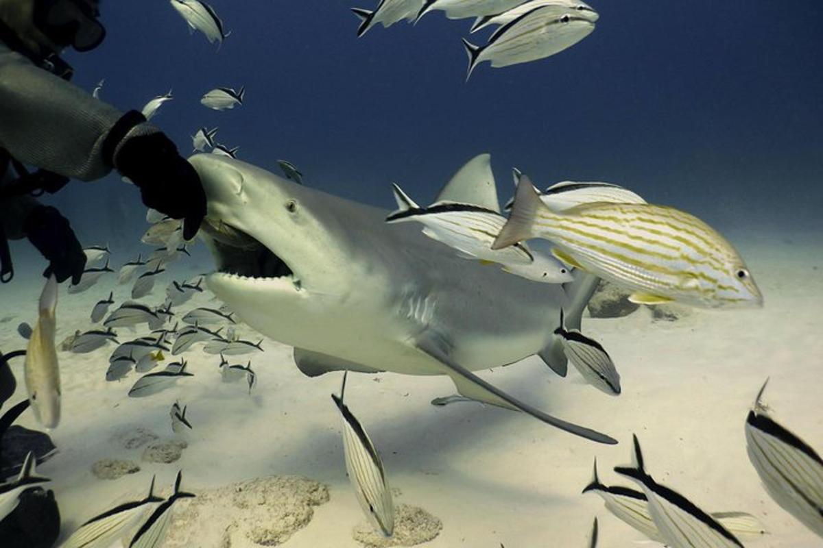 žralok plave v oceánu se skupinou ryb