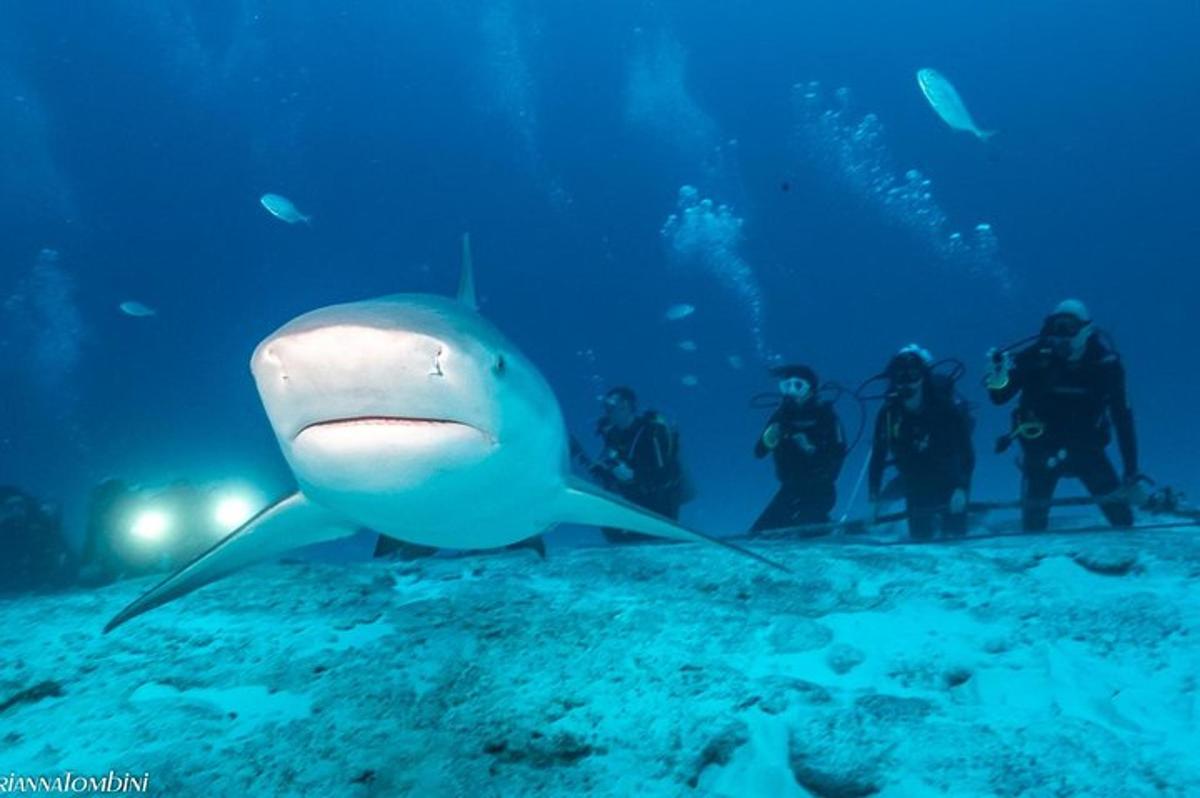 seekor hiu dengan sekelompok orang di laut