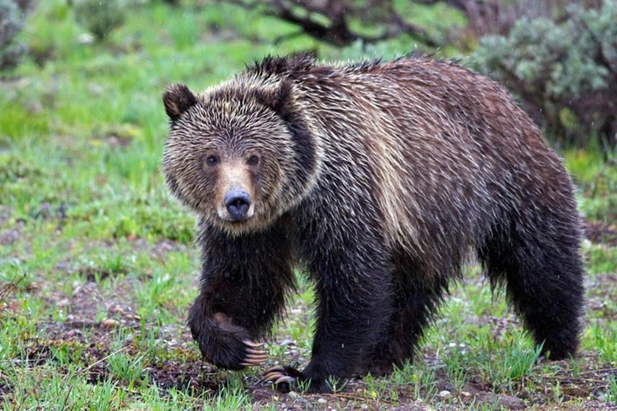 Lankytinos vietos ar pramogos nuotrauka numeris 1