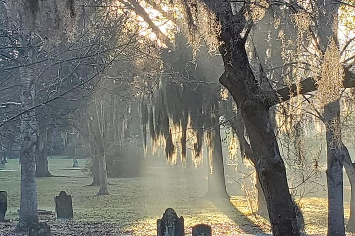 a foggy park with trees and a cemetery