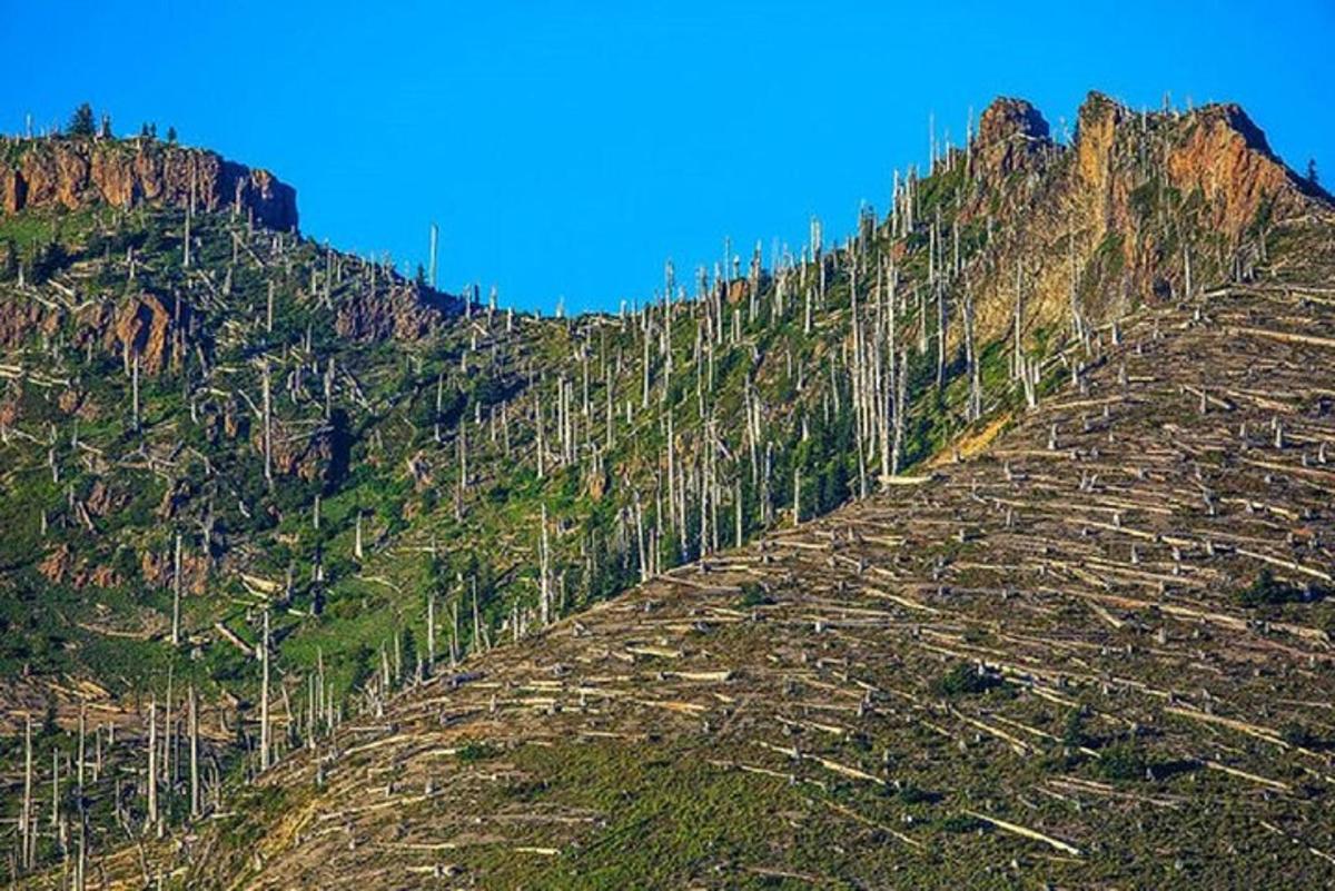 una montagna con una fila di alberi su di essa