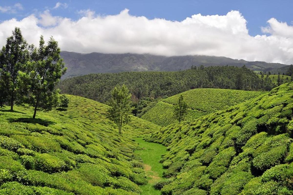 a view of a tea plantation in the hills