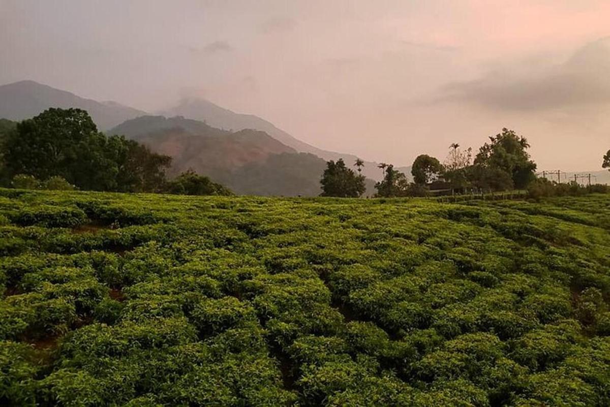a field of green plants with mountains in the background