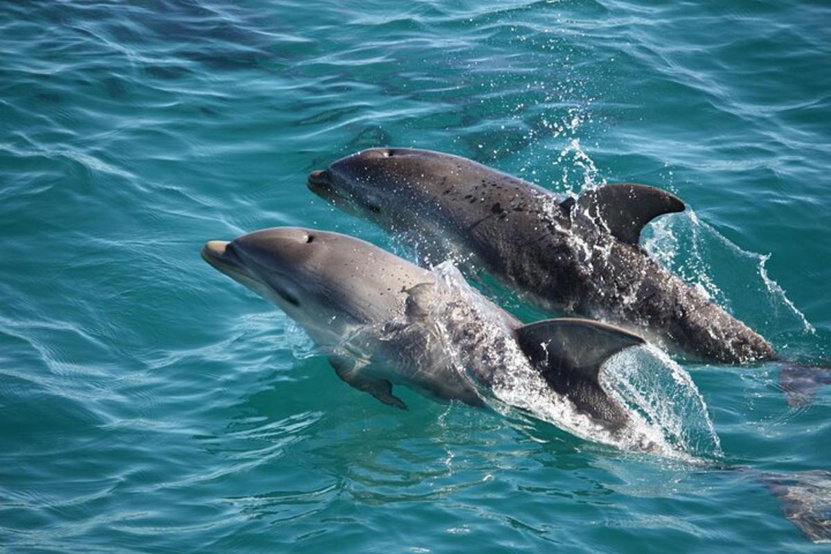 Lankytinos vietos ar pramogos nuotrauka numeris 1