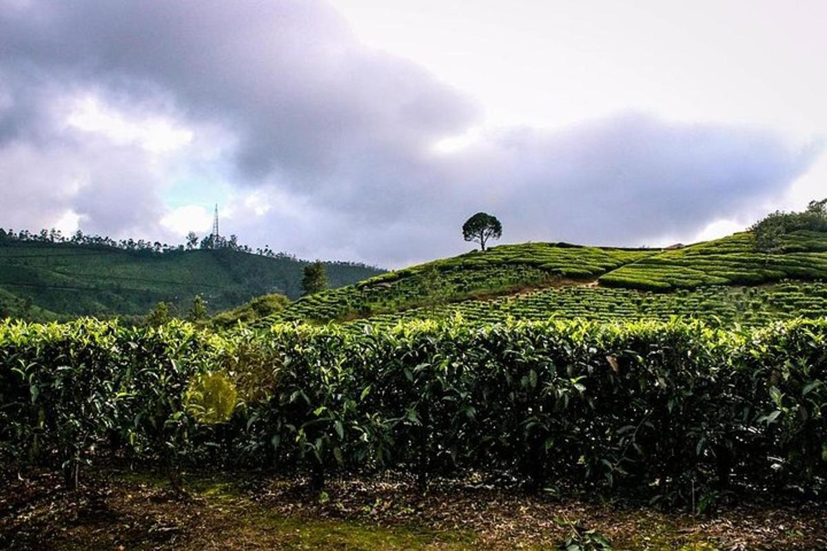 a tree on top of a hill with a field