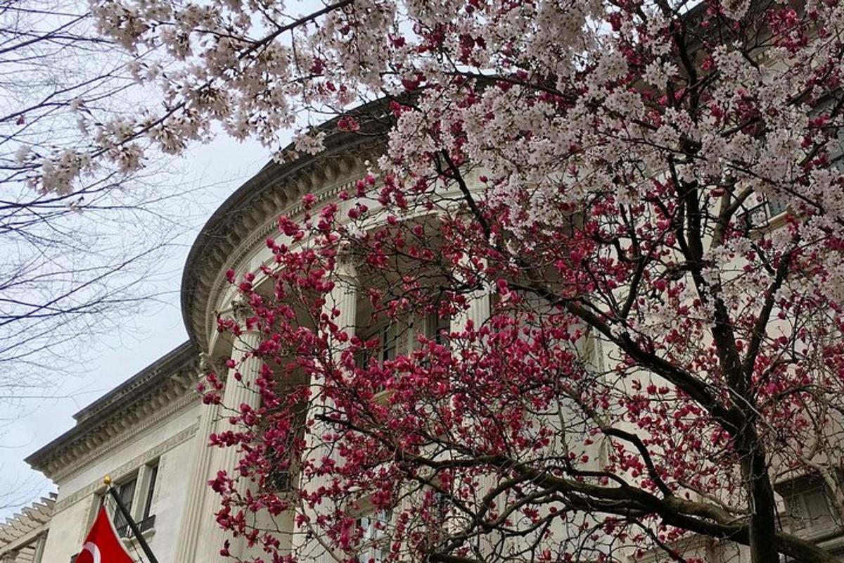 Un árbol con flores rosas frente a un edificio.