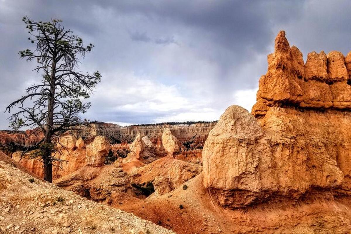 a view of a canyon with a tree in it