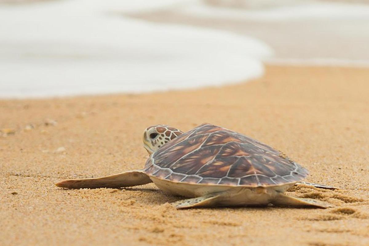 a green sea turtle sitting on a beach