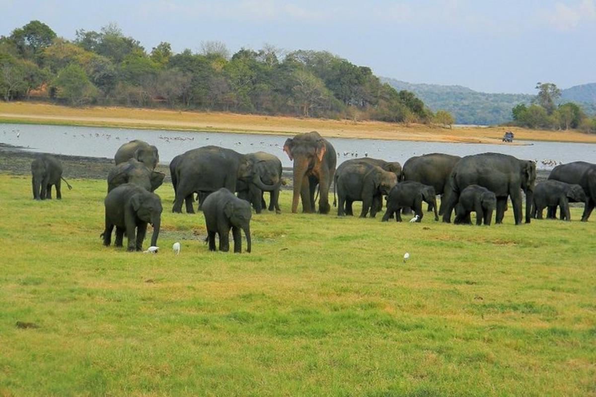 uma manada de elefantes em um campo perto de um corpo d'água