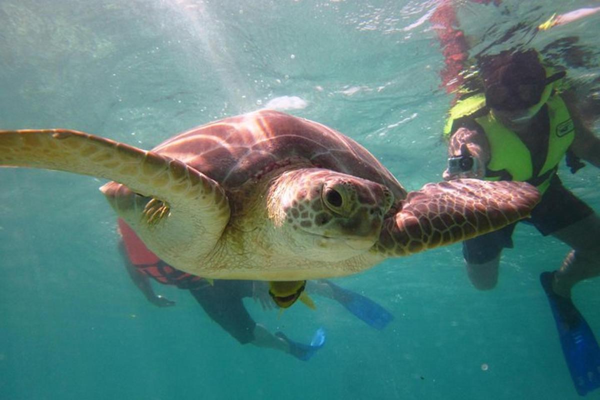 a green sea turtle swimming in the water