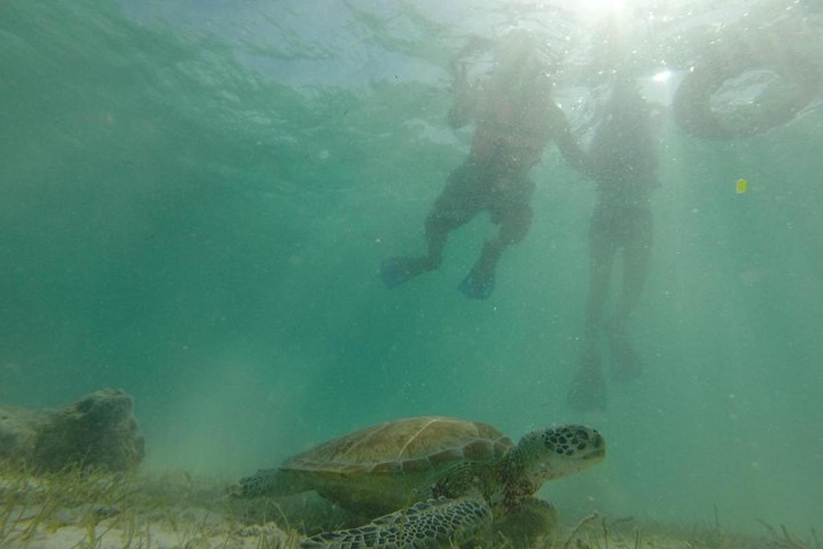 un homme et une tortue de mer dans l'eau