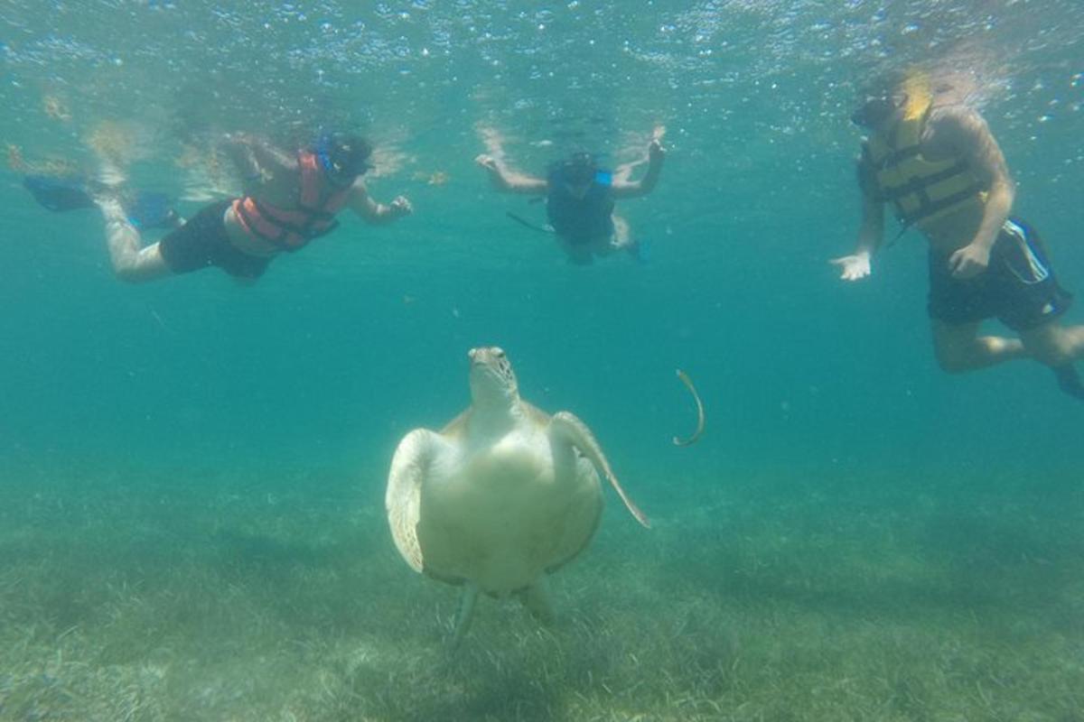 um grupo de pessoas nadando na água com uma tartaruga marinha
