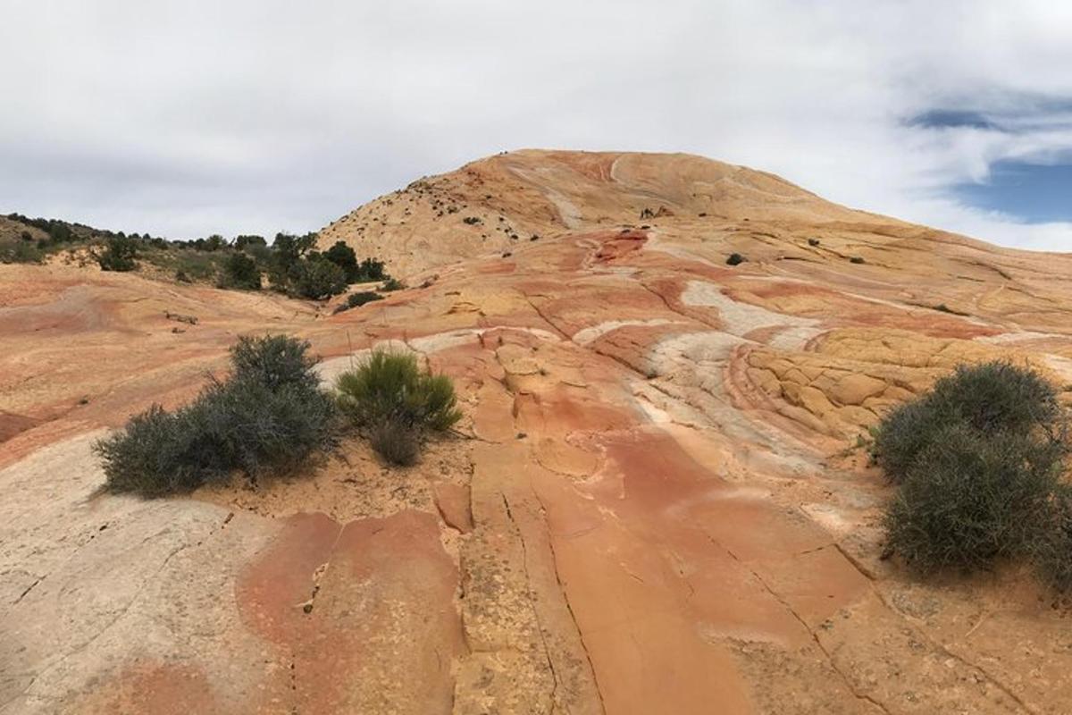 a dirt hill with bushes on it in the desert