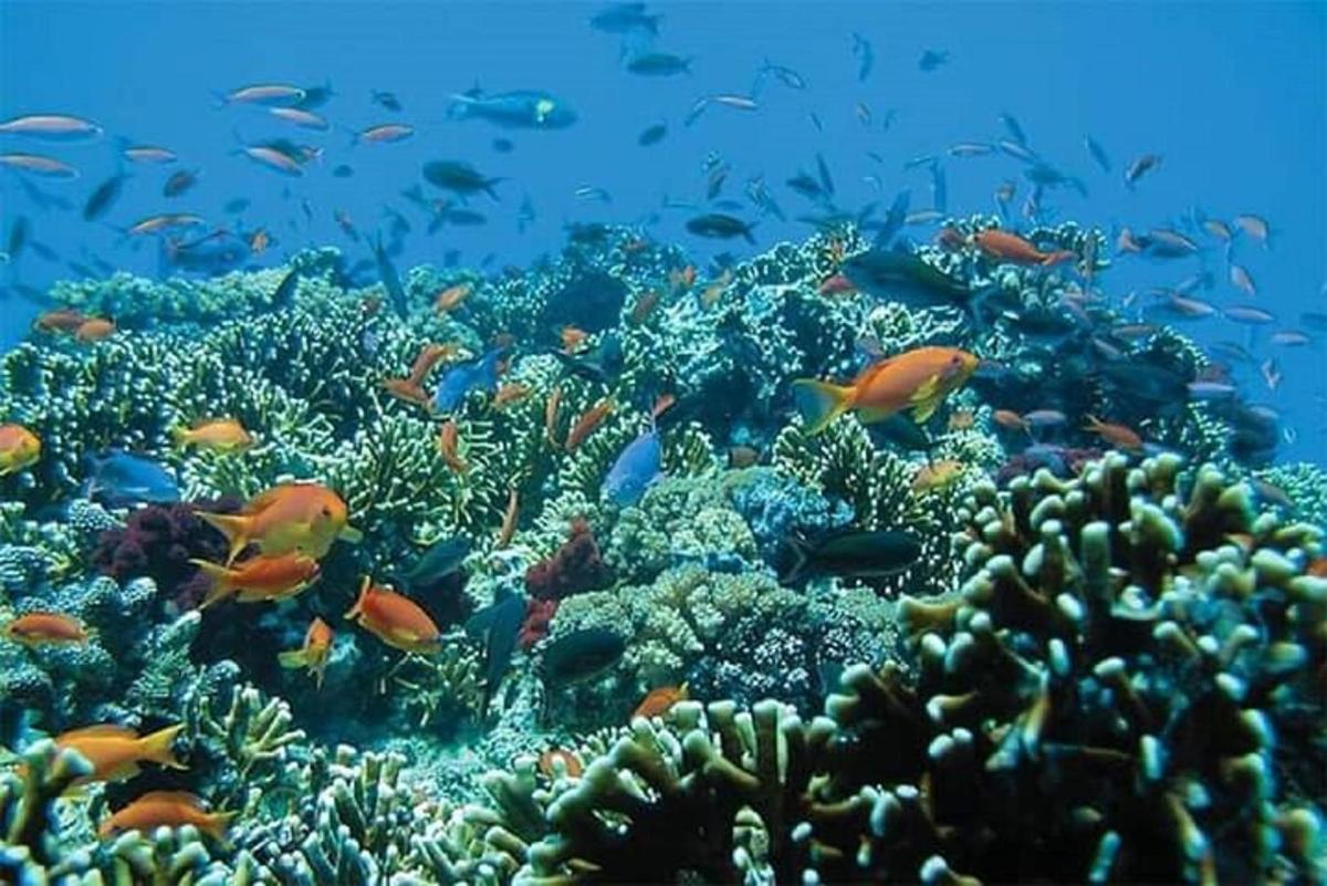 un gruppo di pesci su una barriera corallina