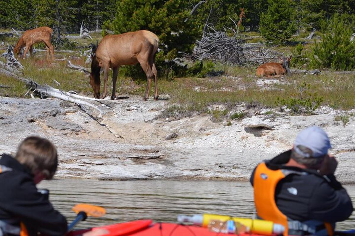 two people in a kayak looking at a deer in the water