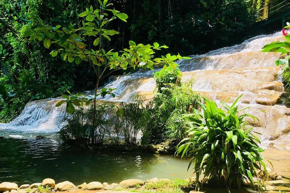 una cascata accanto a una piscina d'acqua con piante