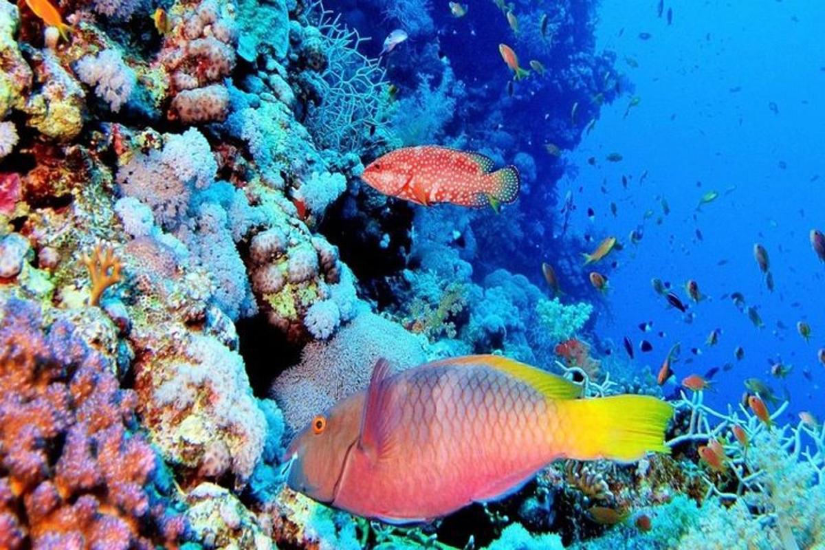 un par de peces en un arrecife de coral