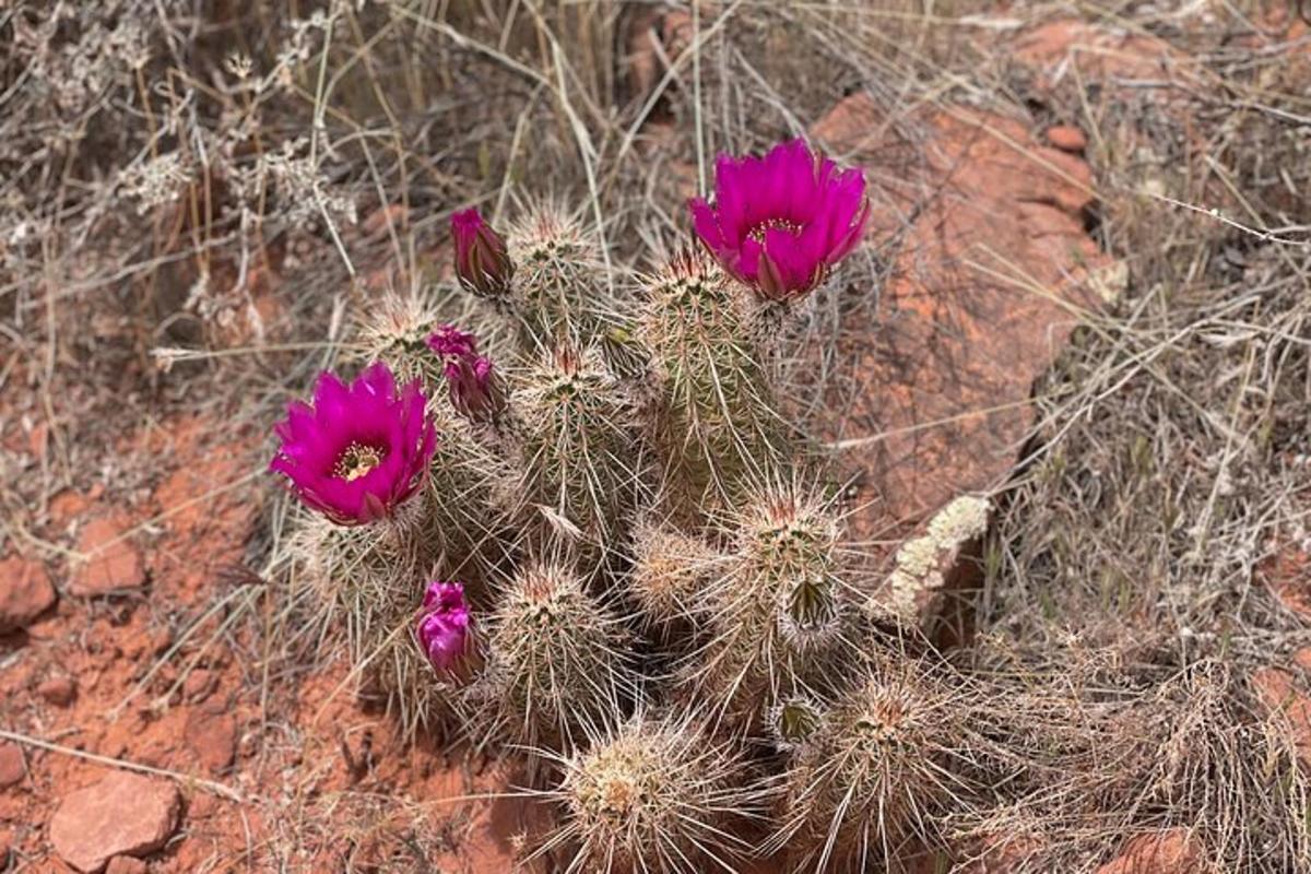 um cacto com flores roxas em uma rocha
