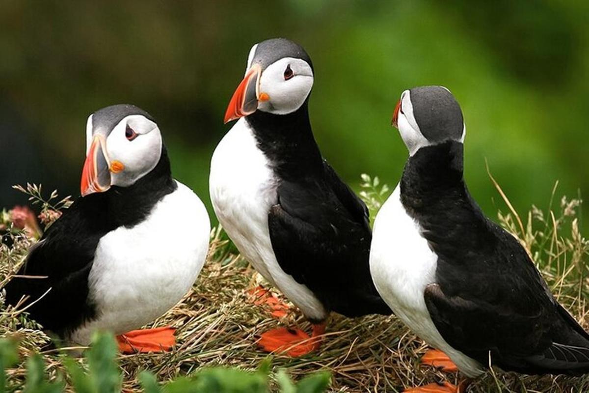 Tres pájaros están parados en la hierba.