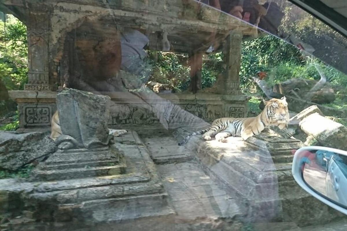a tiger laying on some steps in a car