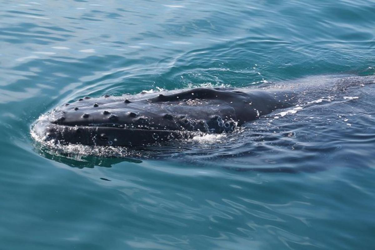 a gray whale swimming in the water