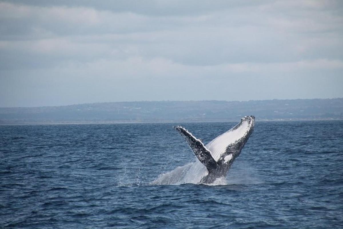 a dolphin in the water with its wings out