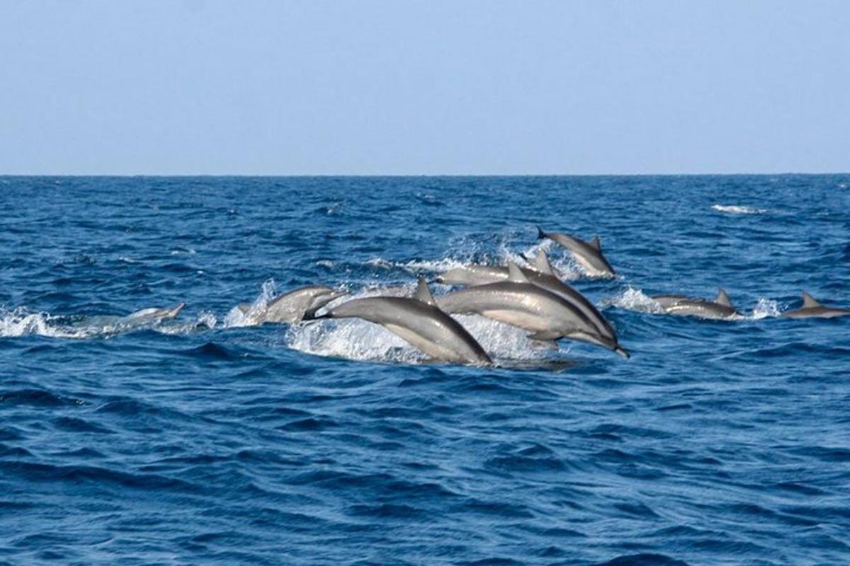 a group of dolphins swimming in the ocean