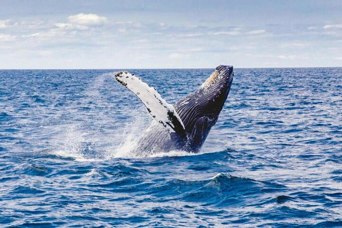 a humpback whale jumping out of the water