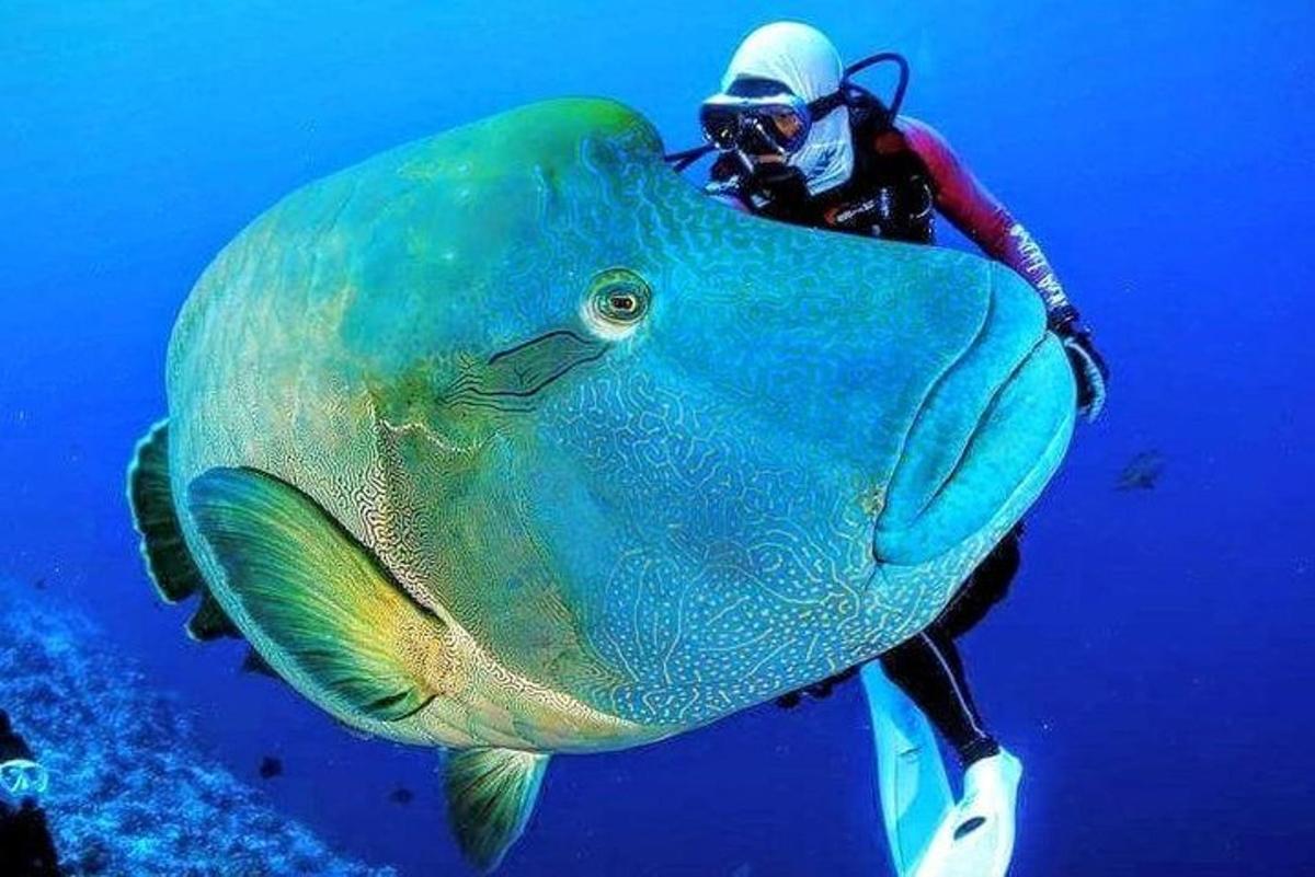 uma pessoa na água ao lado de um peixe grande
