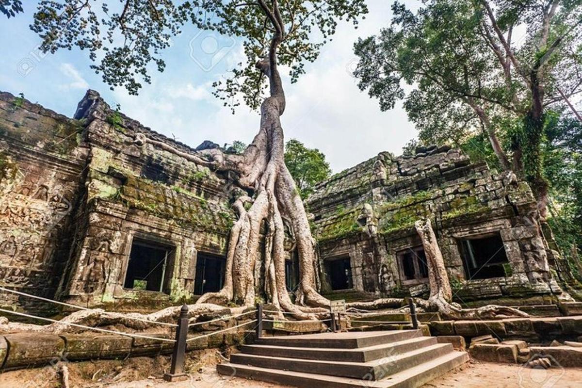 a building with a tree growing out of it