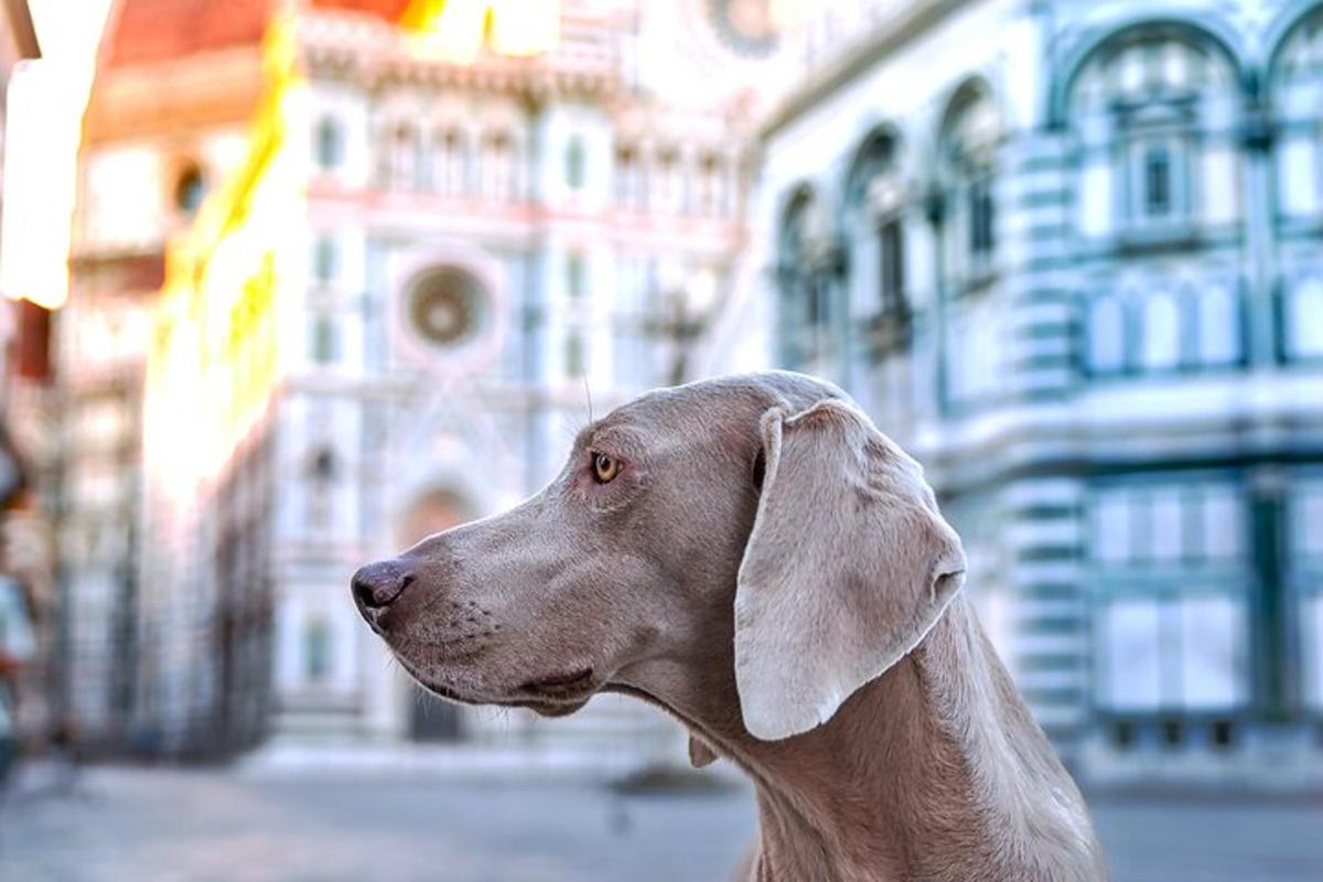 seekor anjing coklat berdiri di hadapan sebuah bangunan