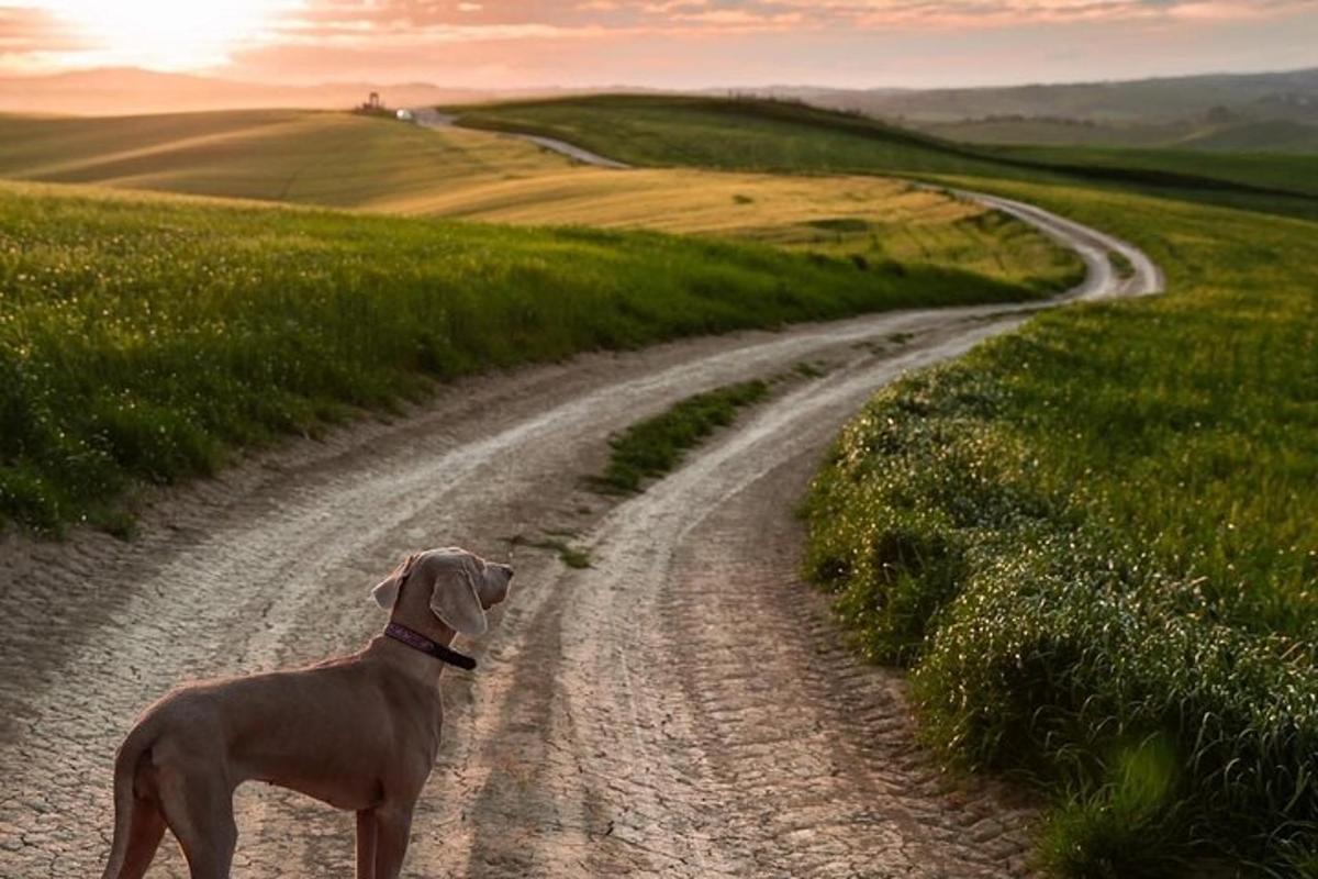 een hond staat op een onverharde weg