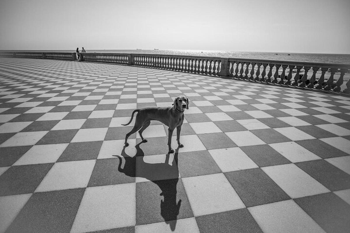 seekor anjing berdiri di atas lantai berkotak-kotak di jeti