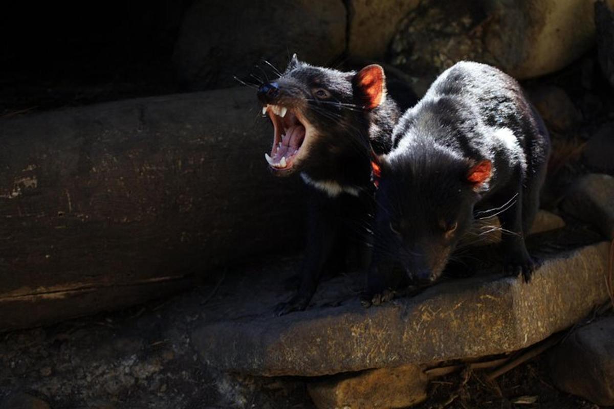 two rats standing on a rock with their mouth open
