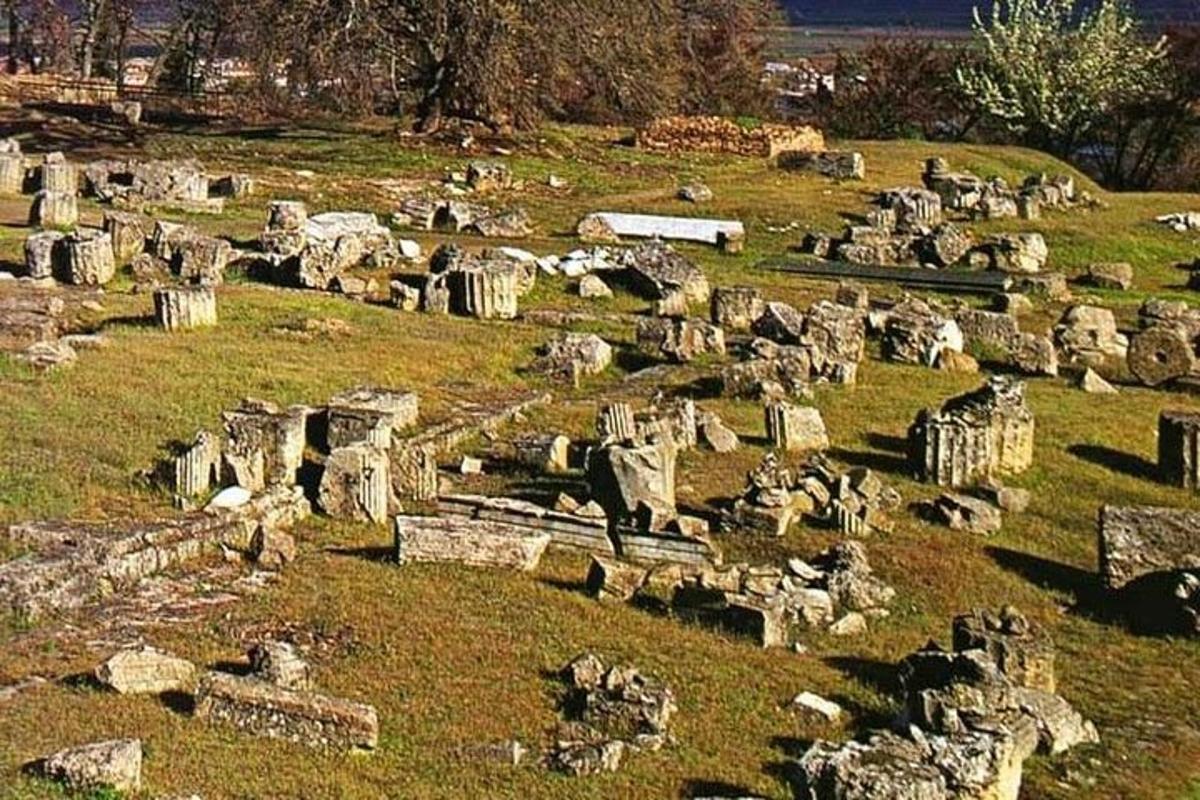 velika skupina skal na polju