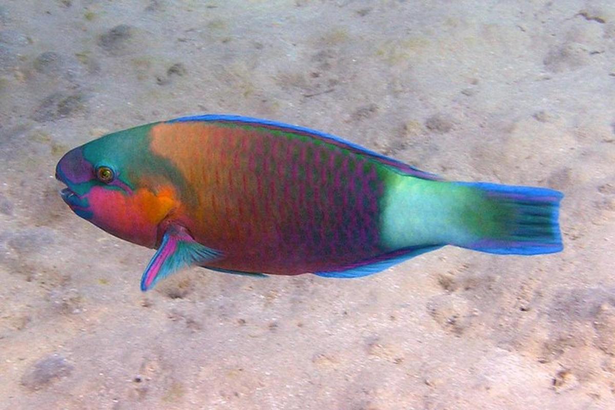 seekor ikan berwarna-warni sedang berenang di dalam pasir