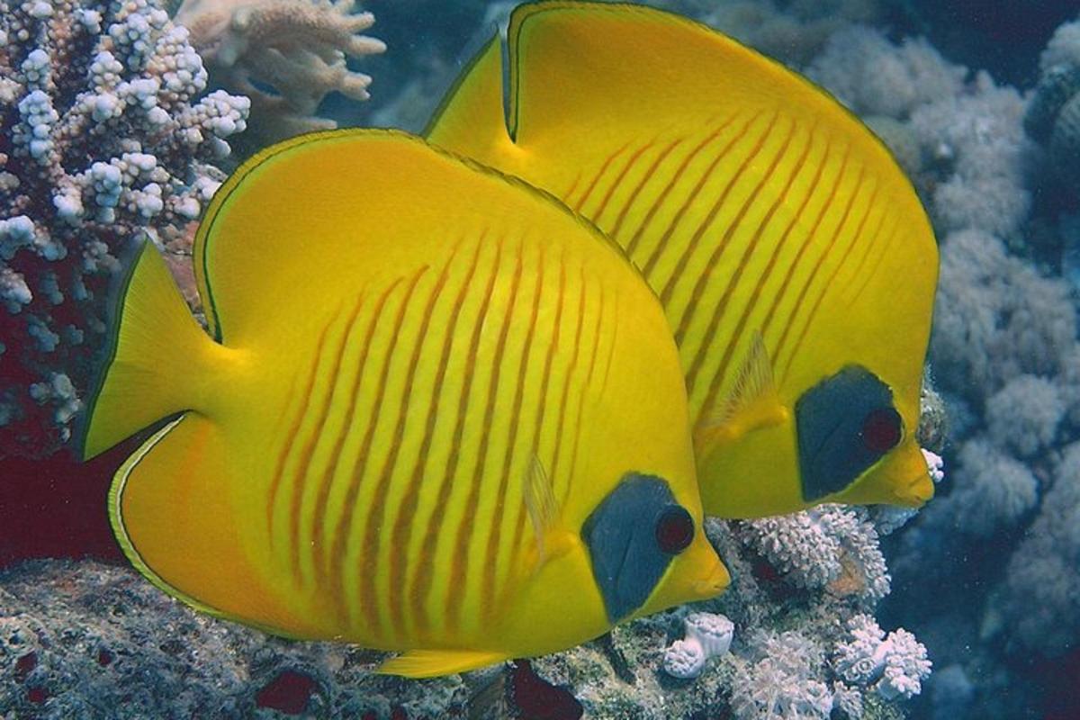 ikan kuning di terumbu karang