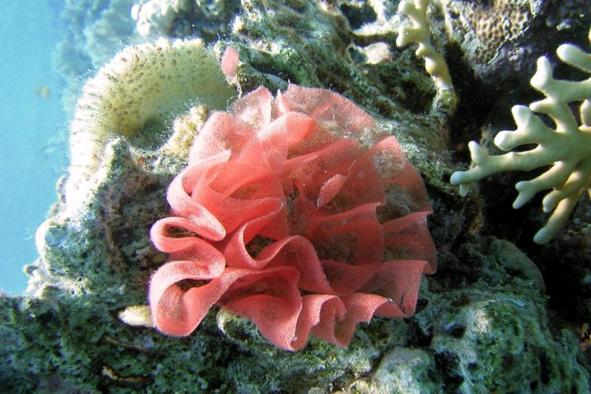 span merah berada di terumbu karang