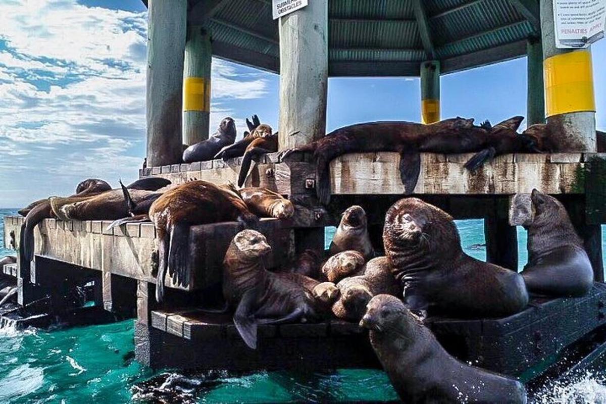 a group of seals in the water near a pier