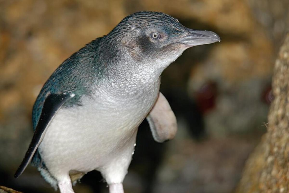a bird standing on top of a rock