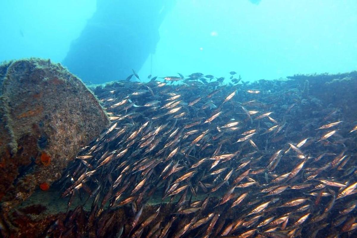 un gran grupo de peces nadando en el agua