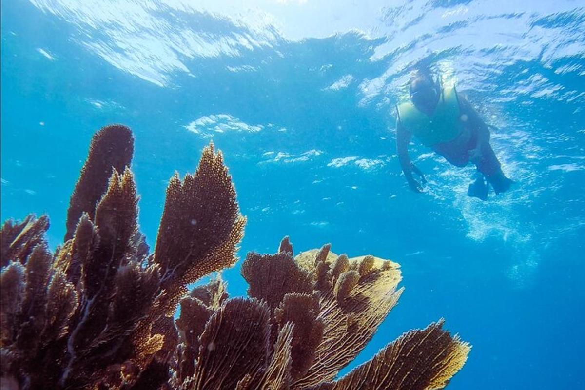 a person in the water next to a coral reef