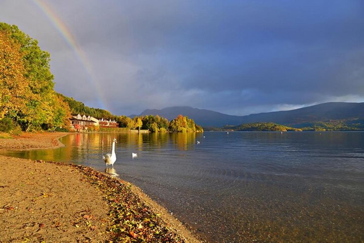 hópur af svönum á vatni með regnboga