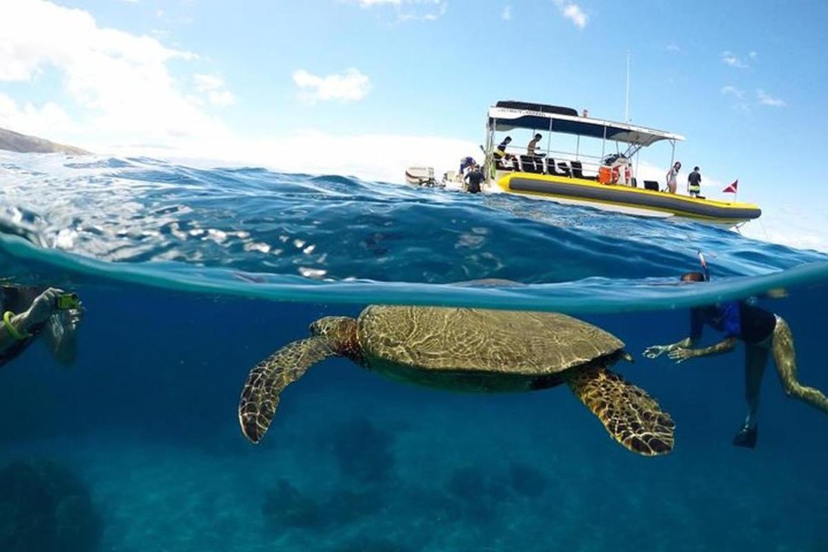 želva plave v oceánu vedle lodi