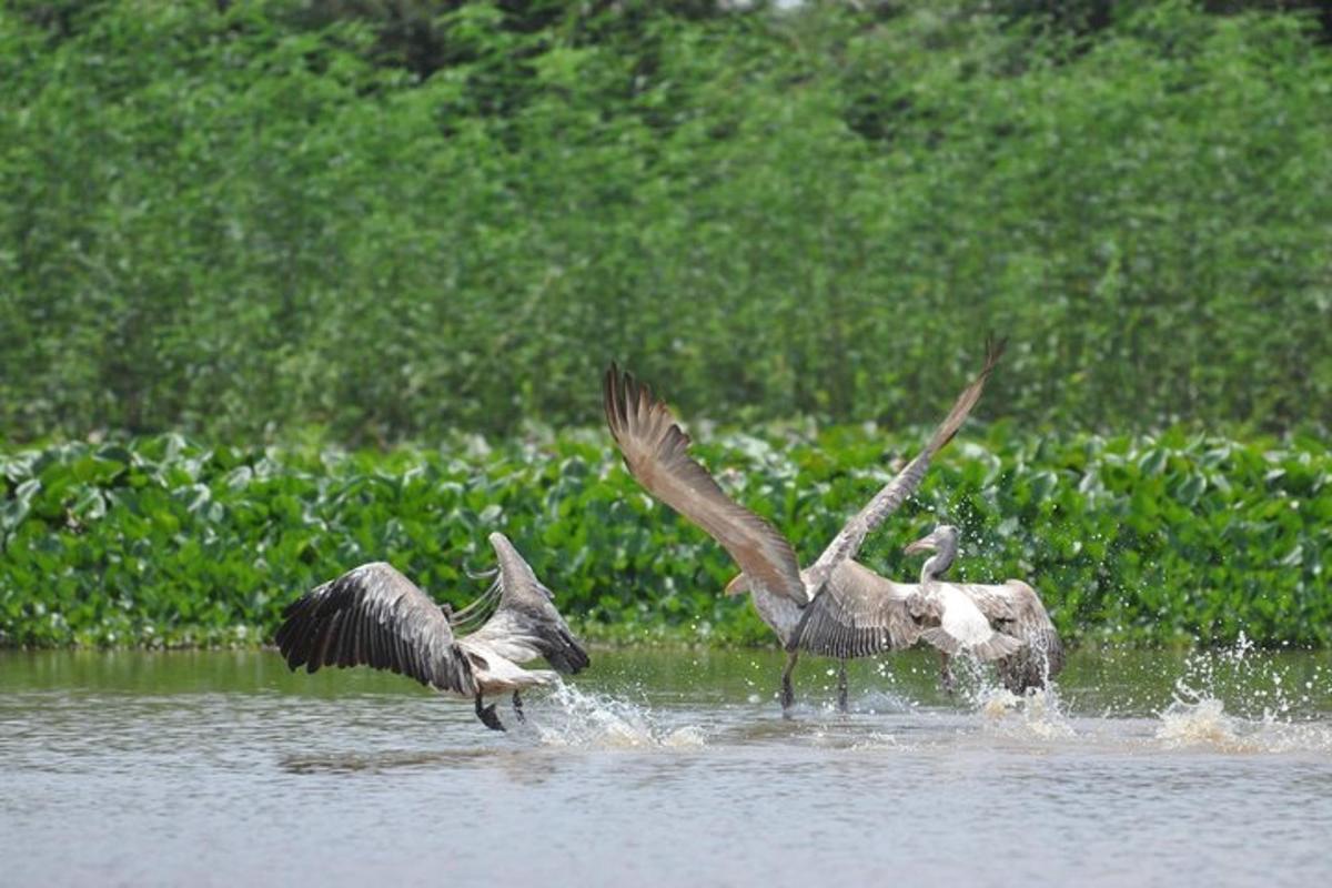 due uccelli stanno giocando nell'acqua