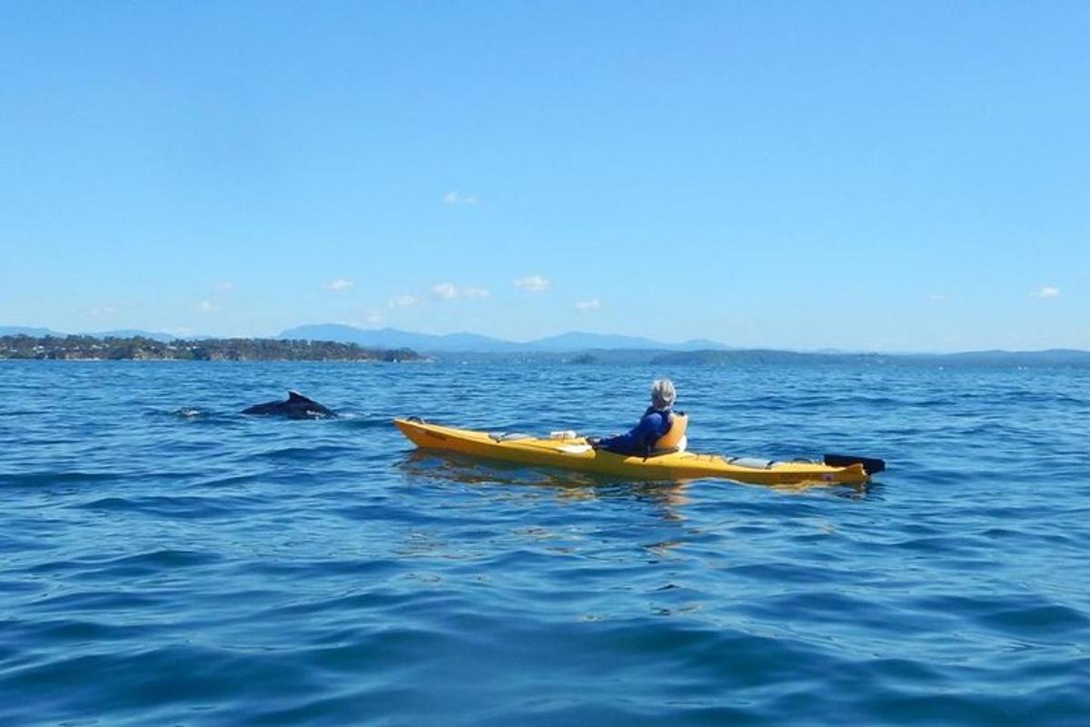 a person in a kayak in the water with a whale