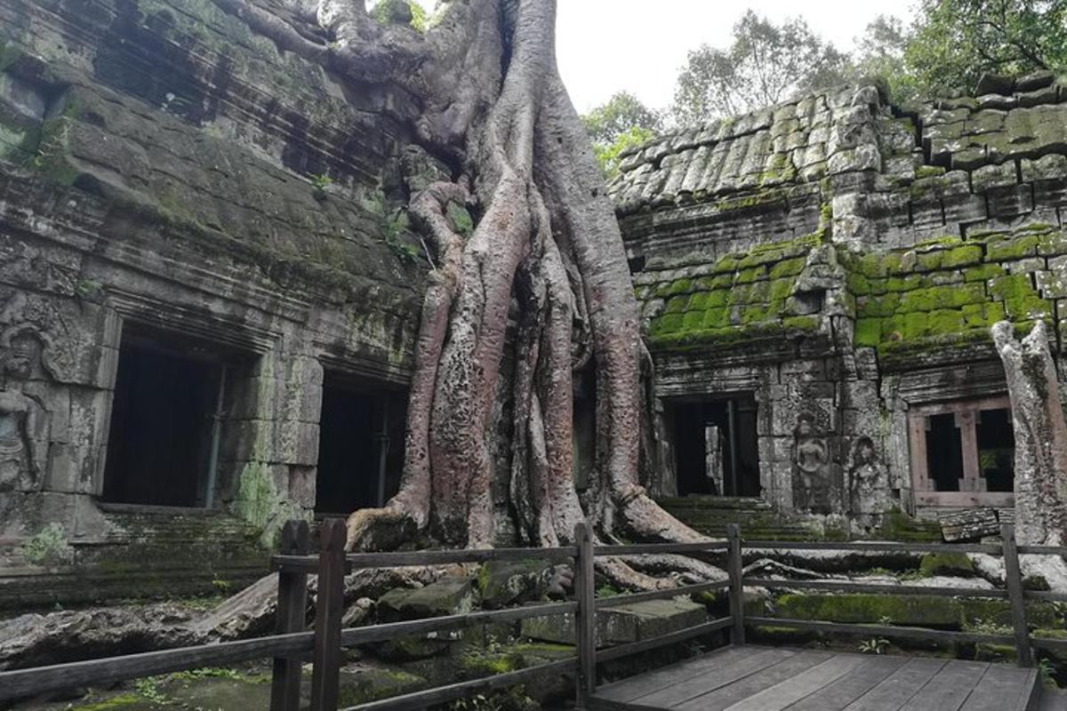 pokok yang tumbuh di tepi bangunan
