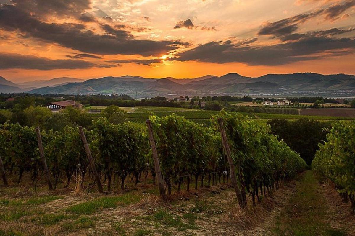 ein Sonnenuntergang in einem Weinberg mit einem Haufen Weinreben