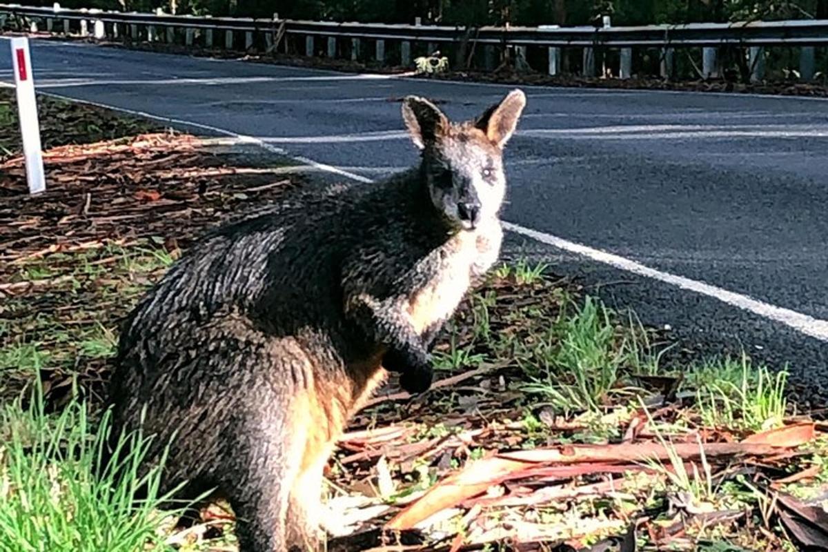 un cangur dret a la vora d'una carretera
